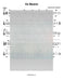 Ani Maamin Lead Sheet (Joseph Gross - Traditional)-Sheet music-NoteWithGrace.com