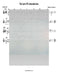 Va'ani B'chasdecha Lead Sheet (Shlomo Carlbach)-Sheet music-NoteWithGrace.com